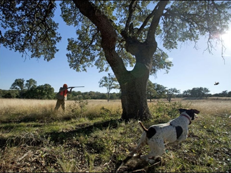 Born in Scotland, Raised in Texas: Wingshooting at the Beretta Trident Joshua Creek Ranch