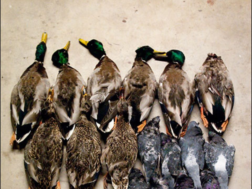 My Kind of Perfect Day with a Shotgun