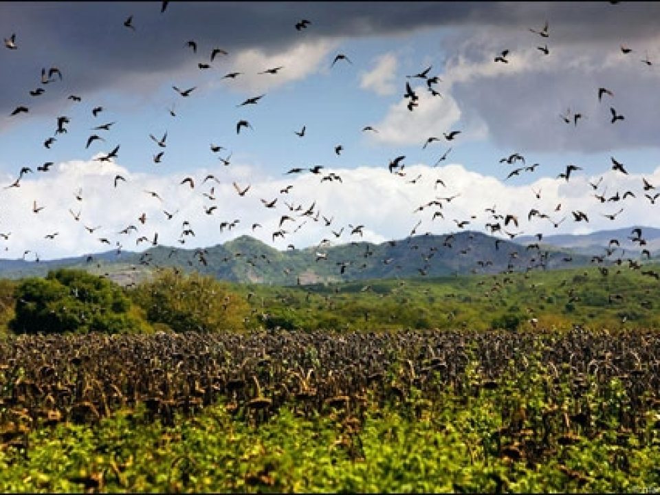 Dove Hunting in Argentina Beretta Style – Part I: The Mission