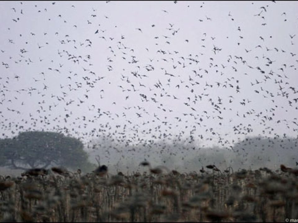 Dove Hunting in Argentina Beretta Style – Part III: Estancia Los Chañares