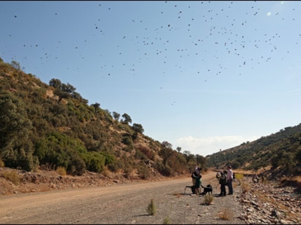 The Partridge Shooting of La Mancha