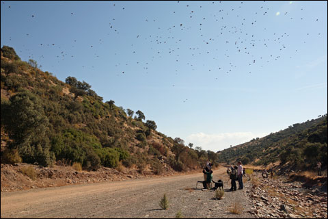 Simply-incredible-the-bird