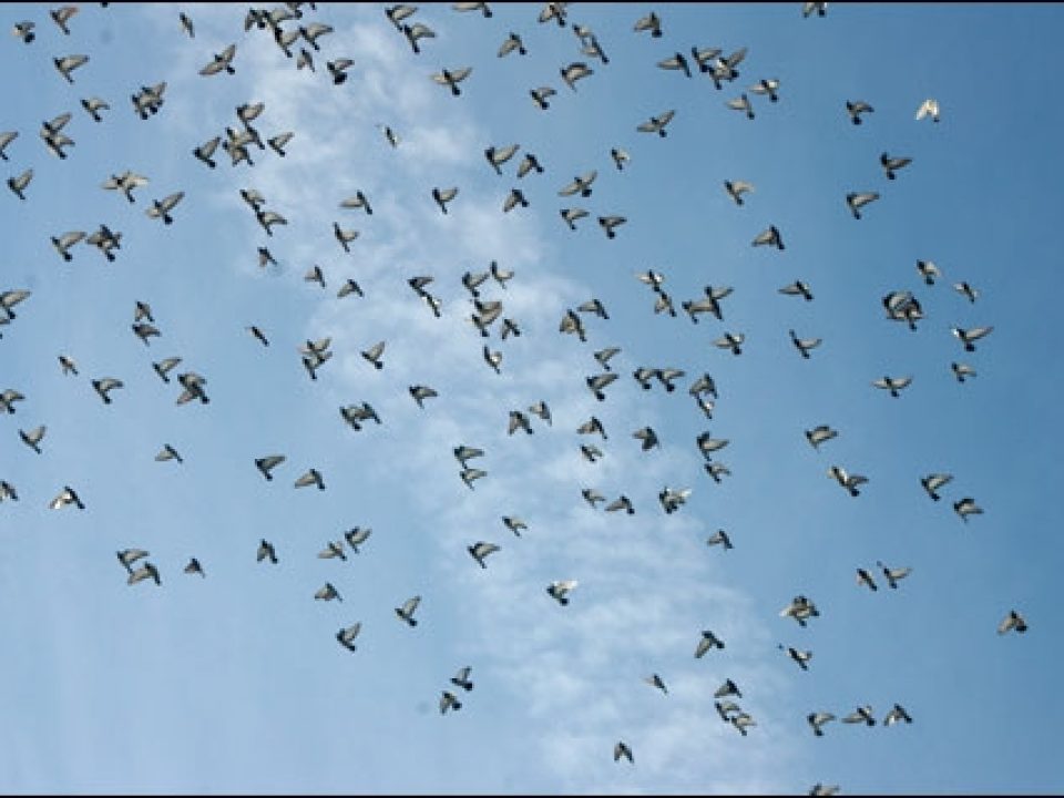 The Secrets to Pest Pigeon Shooting
