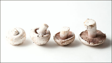 Hunting the Unexpected 1 pinks