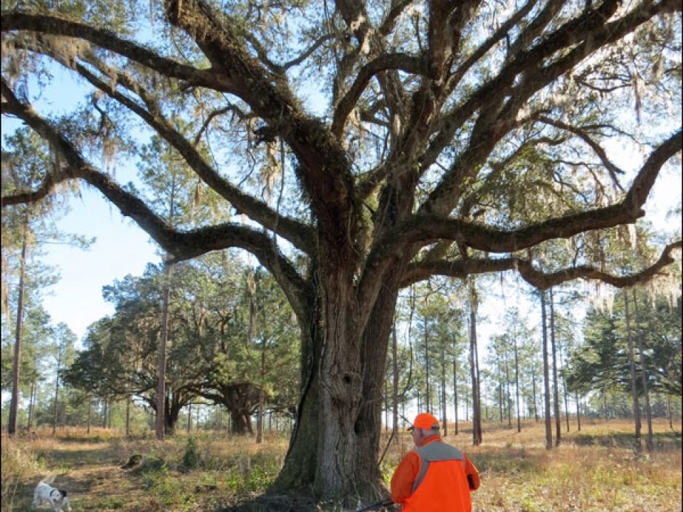 The Wild and Wiley Bobwhites of Honey Lake Plantation