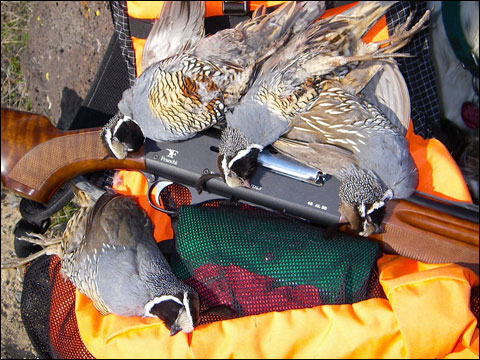 Stepping Down in Gauges To Better Performance 5 CA-quail