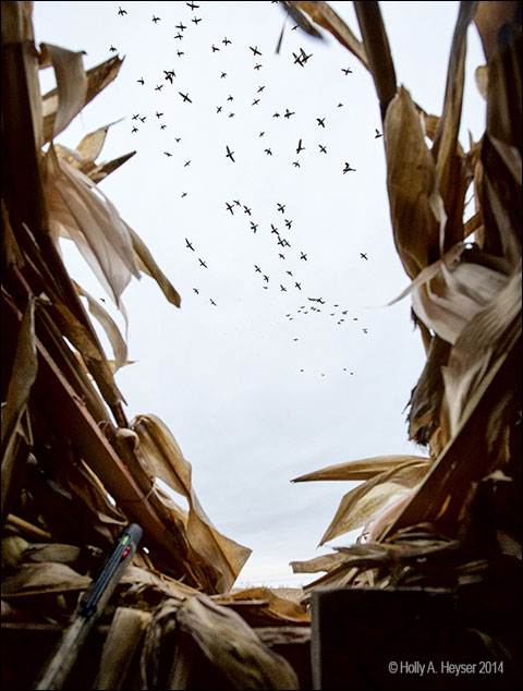 The Hunt that Couldn’t Possibly Be as Good as Advertised 4 Heyser-column-photo-4 2014-