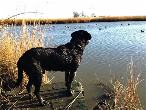 ace-ready-to-retrieve