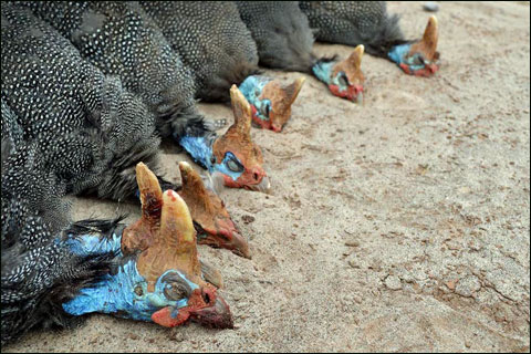 Joe Coogan Leaves Benelli to Follow His Heart Back to Africa 4 HelmetedGuineaFowl