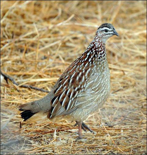 Joe Coogan Leaves Benelli to Follow His Heart Back to Africa 12 crested-Francolin