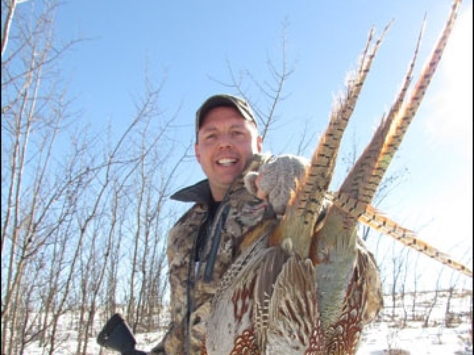 Cold Weather Pheasants