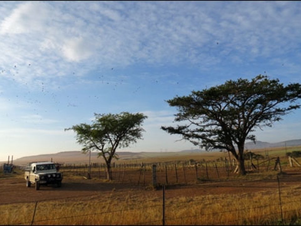 Wingshooting Under South African Skies
