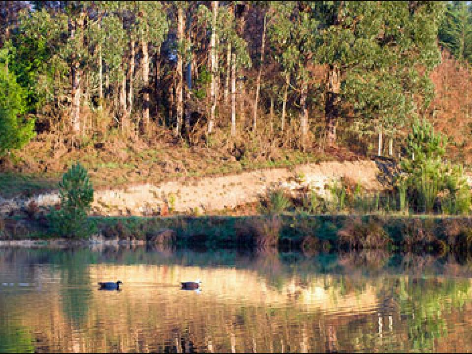 Sluicing, Baiting, Wanton Waste and Other Duck Hunting No-nos