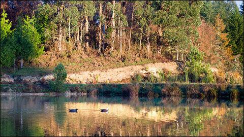 Sluicing, Baiting, Wanton Waste and Other Duck Hunting No-nos 1 PARRIES HAH9231