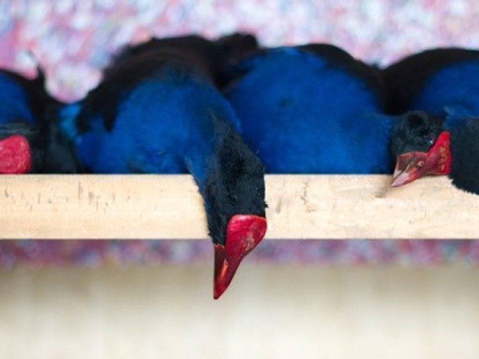 My Bird of Regret: the Pukeko