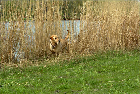 reeddog