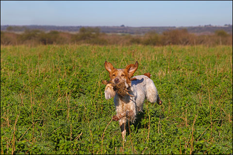 Hunting Up Close: a Mixed Bag at Argentina’s Los Laureles Lodge 8 13 SHPbr 016d
