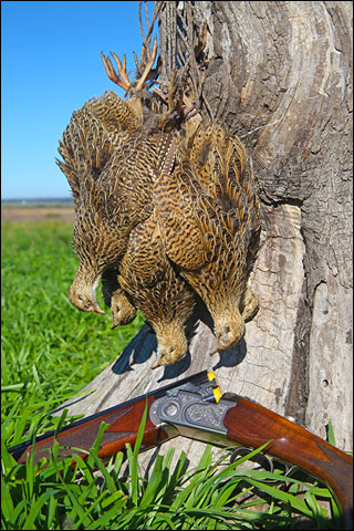 Hunting Up Close: a Mixed Bag at Argentina’s Los Laureles Lodge 9 15 SHPk 112d