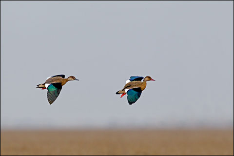 Hunting Up Close: a Mixed Bag at Argentina’s Los Laureles Lodge 12 20 SBWB 021d