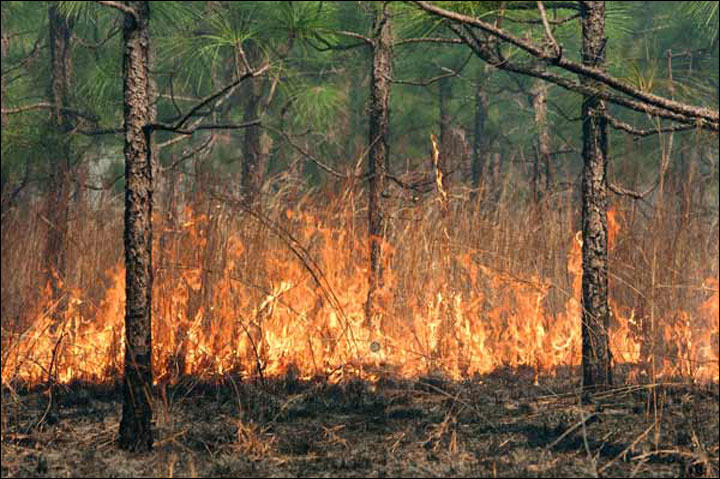 Earth Pines and Fire E DeMott