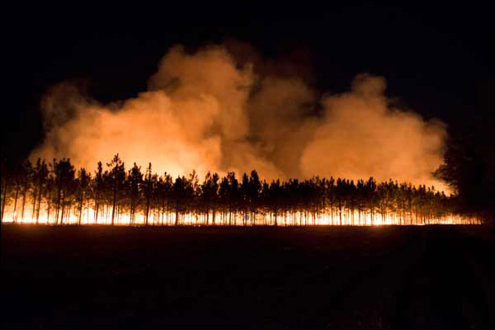 Pines Smoke Fire E DeMott