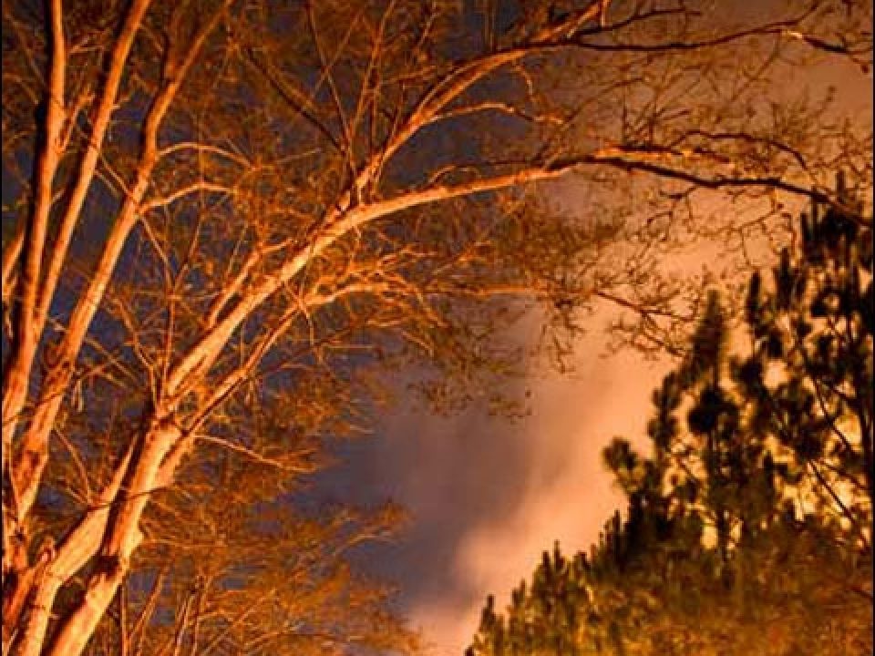 Elmore DeMott: Master Photographer of Quail-Country Plantation Burns