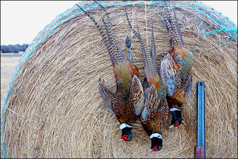 Paul Nelson Farm: A Winter Photo Essay 5 NHPb 297d