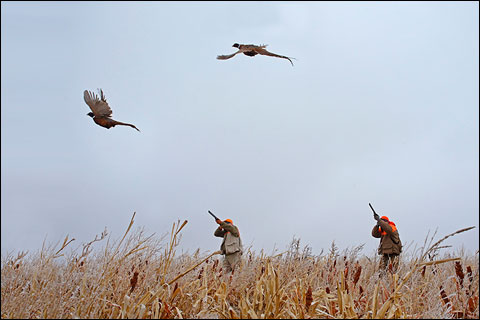 Paul Nelson Farm: A Winter Photo Essay 8 NHPs 261d