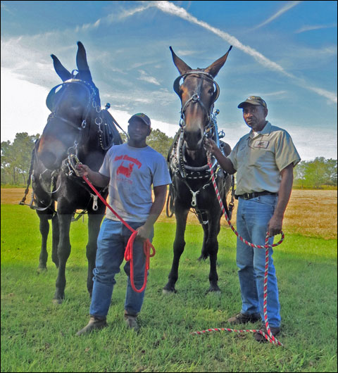Where Quail is King, the Untold Story of Georgia’s African-American Dog Handlers 11 IMG 4888
