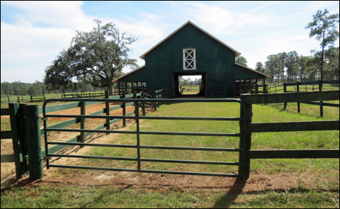 Where Quail is King, the Untold Story of Georgia’s African-American Dog Handlers 13 IMG 4902