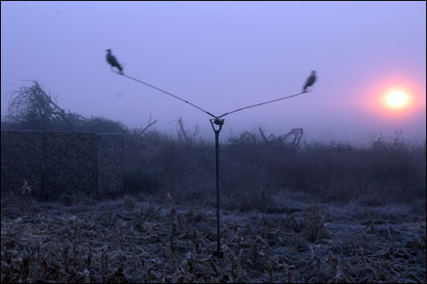 Decoyed pigeons Uruguay