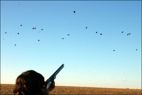 Uruguay pigeons in flight