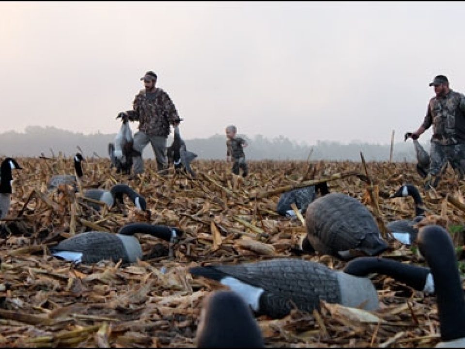 Family Perseverance Pays Off for Close Quarters Canada Goose Hunting
