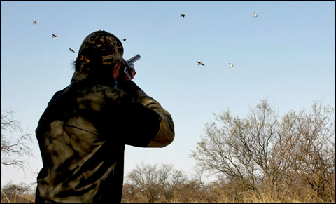Spring Wingshooting in Argentina at Los Laureles 8 Dove shot