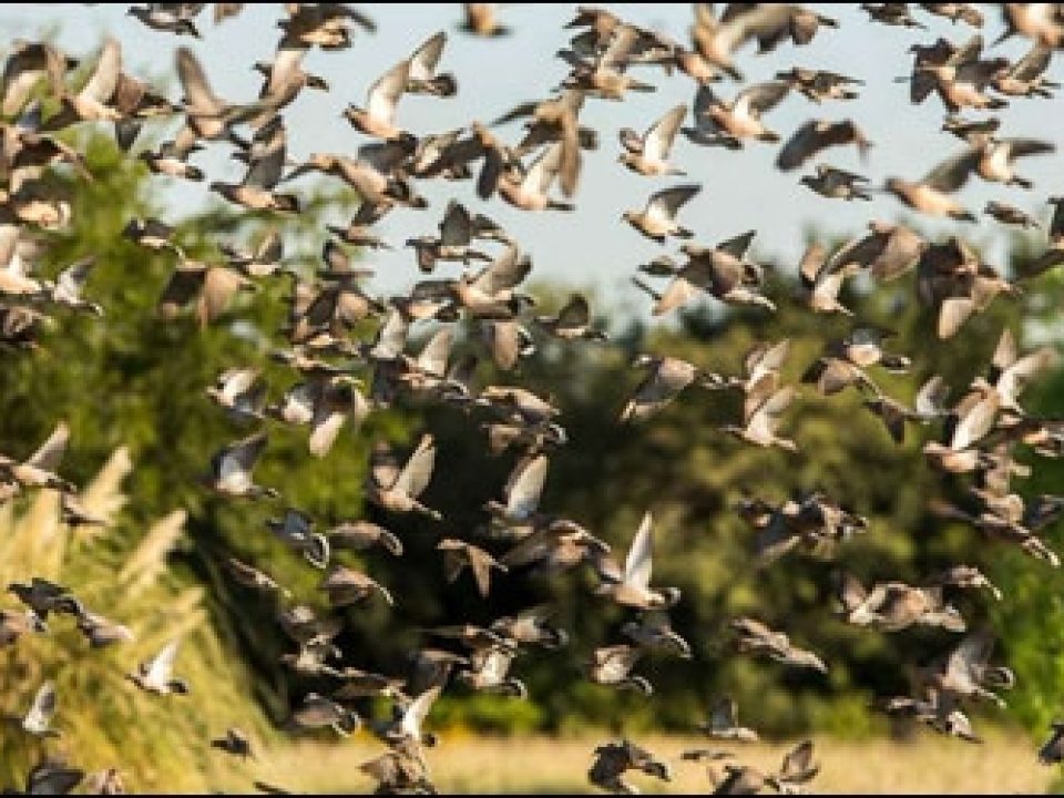 How to Survive High-Volume Dove Shooting in Argentina