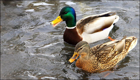 Three Ways to Add Variety to Your Russian Capercaillie and Black Grouse Hunt 4 Ducks