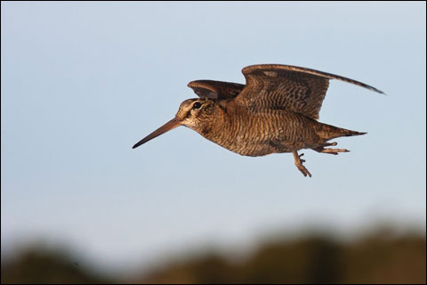 Three Ways to Add Variety to Your Russian Capercaillie and Black Grouse Hunt 5 Woodcock