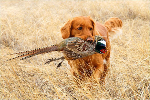 bird dog