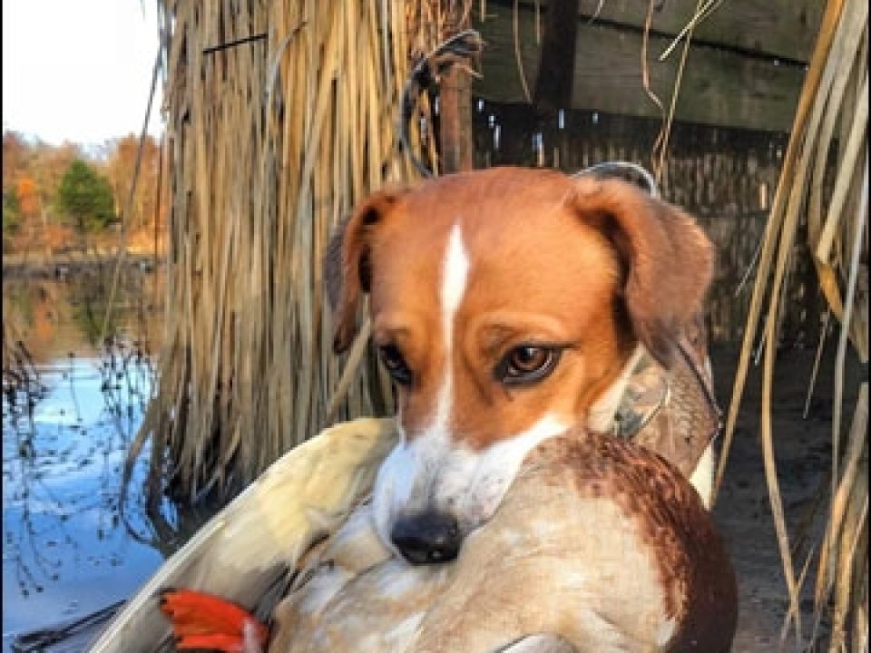 Three Sporting Dogs That Will Rock Your World