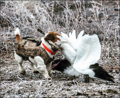 Three Sporting Dogs That Will Rock Your World 6 AB 2