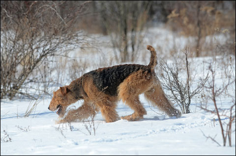 Three Sporting Dogs That Will Rock Your World 5 Purina 3