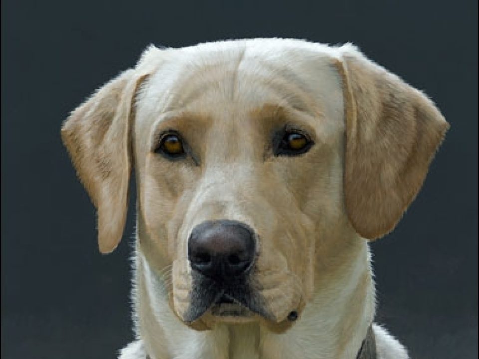 David Lanier: The Making of American Bird-Dog Artist