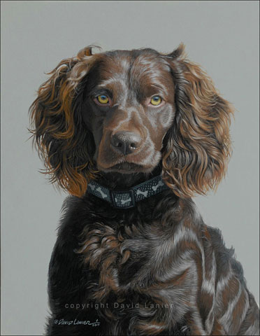 Parker Boykin Spaniel
