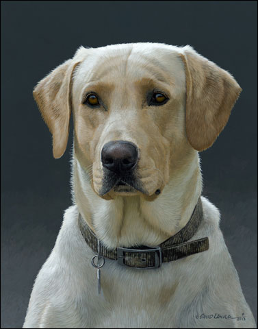 Yellow Lab