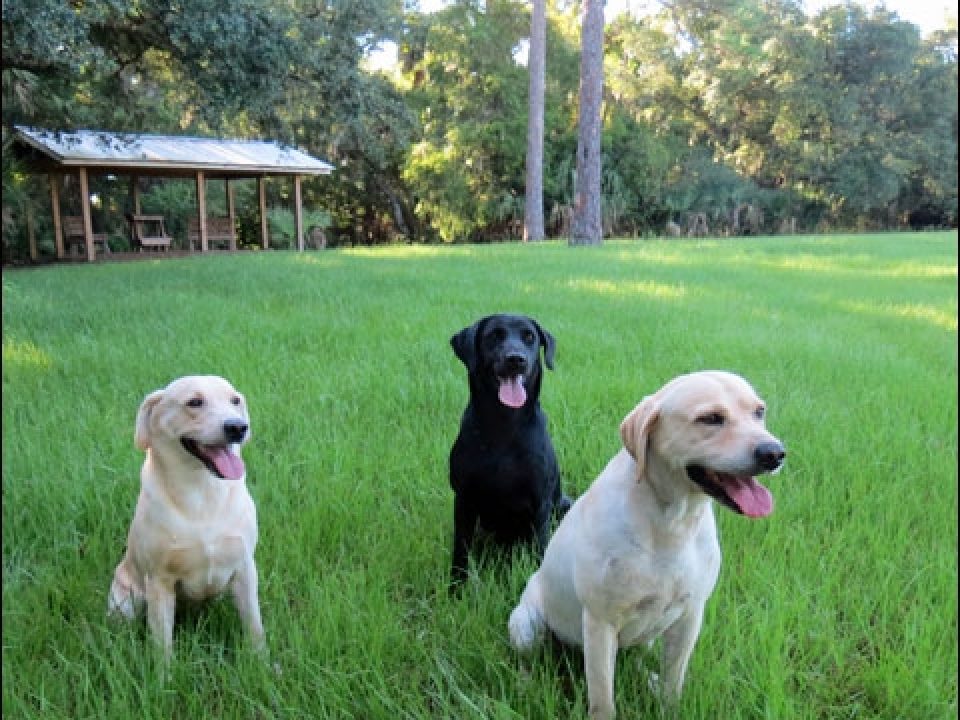 Blue Cypress Kennels of Florida Readies for Even Bigger Wins in U.K. Field Trials