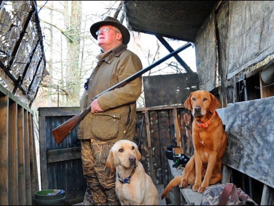 Is Your Dog Disobedient – or Deaf?