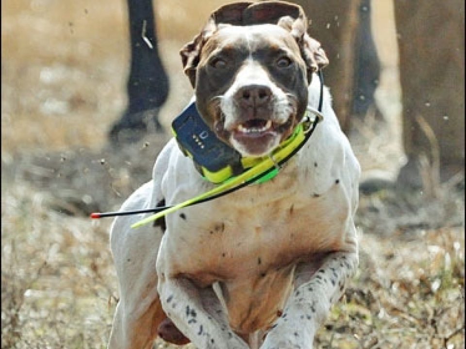 Preparing the Legendary Ames Plantation for the 121st National Championship for Bird Dogs