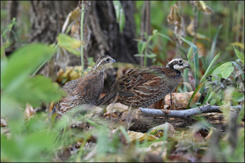 Preparing the Legendary Ames Plantation for the 121st National Championship for Bird Dogs 11 Newly released quail from box 9 12