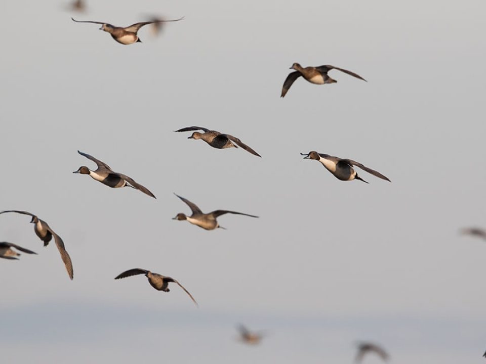 USFWS Proposes Liberal Frameworks for 2020-2021 Waterfowl Season