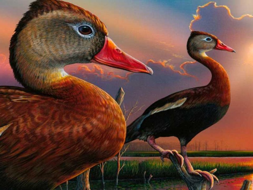Federal Duck Stamps on Sale June 26